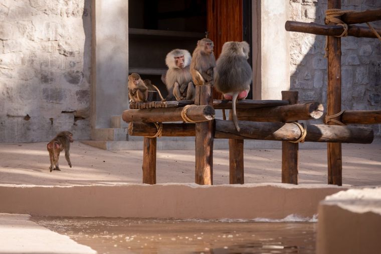 En el Ecoparque viven 200 monos.&nbsp;