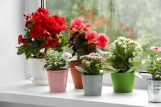 Este abono casero dejará las plantas llenas de flores Foto: Fuente: Shutterstock
