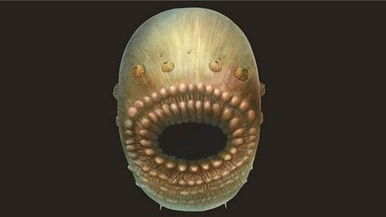 Reconstrucción artística de Saccorhytus coronarius, basada en los hallazgos fósiles originales. Foto: CAMBRIDGE UNIVERSITY