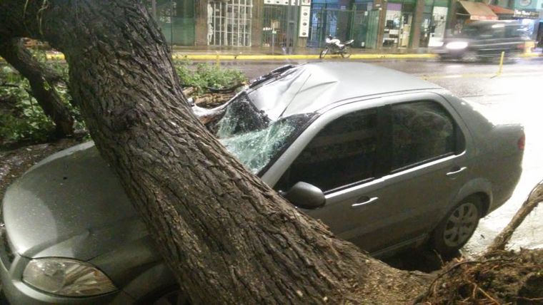 Así quedó el auto aplastado por el árbol en Córdoba