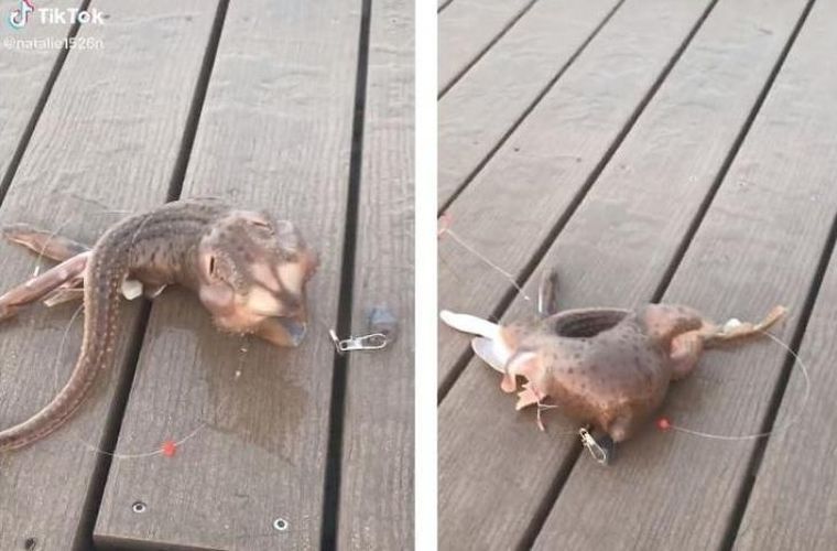 El misterioso animal descubierto en las costas de Brooklyn,Estados Unidos.