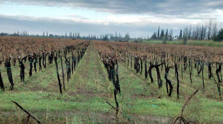 Foto: Gentileza Luis Cañas Tarifa