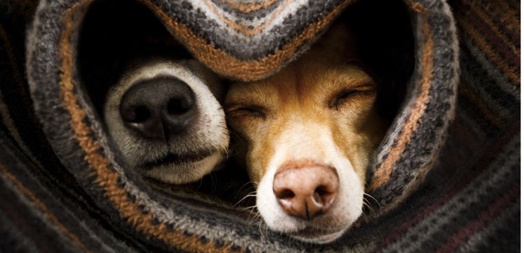 Estas razas se caracterizan por ser las más amorosas Foto: Shutterstock