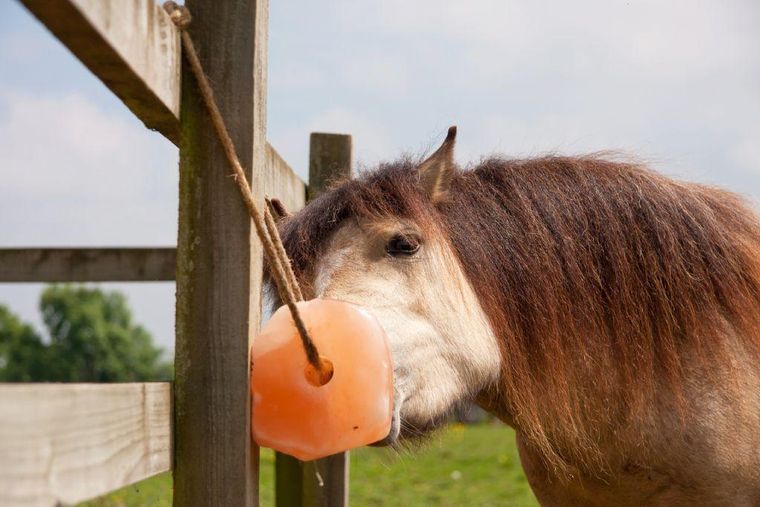 Los animales herbívoros necesitan fuentes de sal, por eso en las granjas hay bloques disponibles.