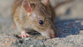 El hantavirus es una enfermedad potencialmente mortal que los roedores contagian a los humanos. Foto: Freepik El hantavirus es una enfermedad potencialmente mortal que los roedores contagian a los humanos. Foto: Freepik