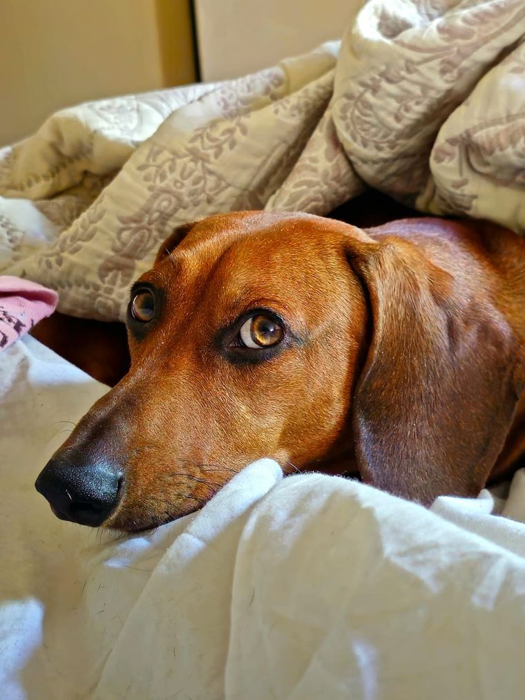 Con estos consejos los ojos de tus perros estarán en perfectas condiciones Foto: Rodrigo Carrizo
