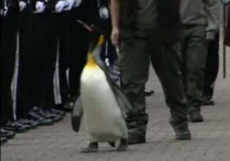 Nils Olav remplaza al primero de su especie, que murió hace 20 años.