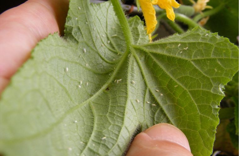 Estos insecticidas caseros se pueden realizar con elementos que están en la cocina Foto: shutterstock