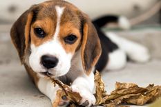 Los cachorros exigen mucha responsabilidad. Foto: Loyal.