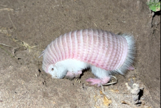 Se trata del hallazgo del armadilo más pequeño del mundo. Foto: Prensa Energía y Ambiente Se trata del hallazgo del armadilo más pequeño del mundo. Foto: Prensa Energía y Ambiente