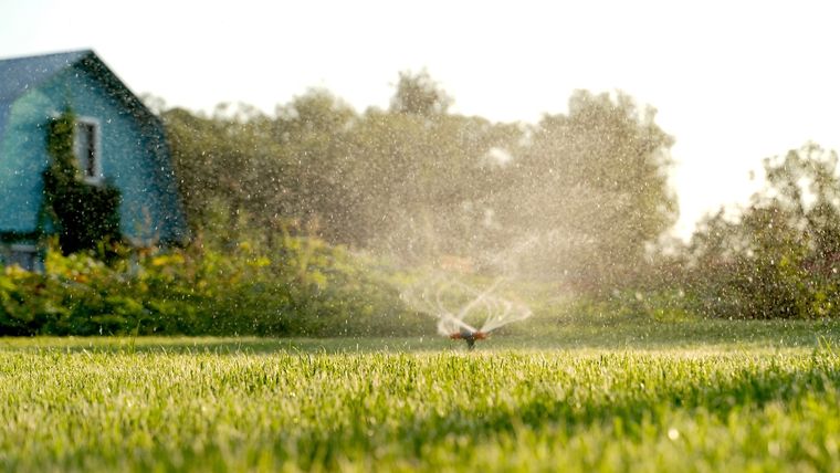 Las plantas que requieren pocos cuidados. Foto: Fuente: Shutterstock