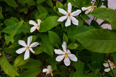 La planta que resiste bajas temperaturas pero necesita algunos cuidados. La planta que resiste bajas temperaturas pero necesita algunos cuidados.