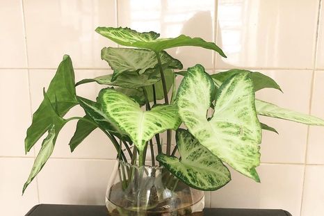 Plantas para el agua. Plantas para el agua.
