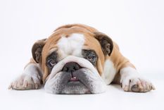 De no creer: así funciona el cerebro de los perros cuando olfatean Los perros son una de las mascotas favoritas del ser humano. Foto: SHUTERSTOCK