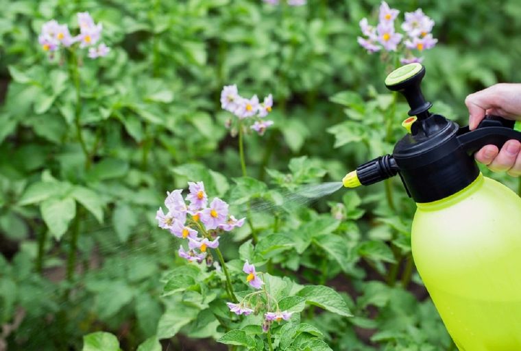 Este abono casero deja las plantas del jardín brillando como nunca antes Foto: Shutterstock