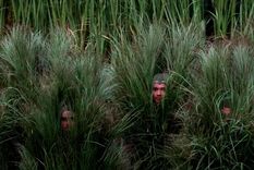 El pasto humano de Bad Bunny.