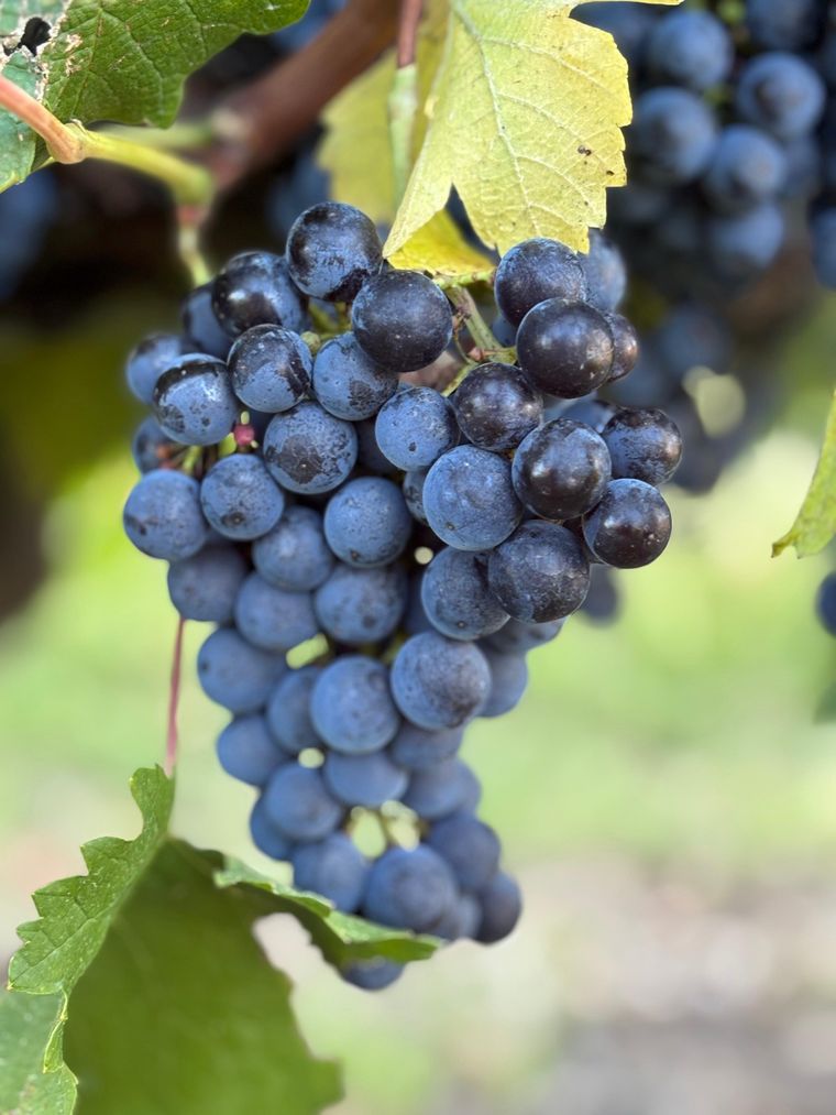 La uva de cara a la vendimia en Finca Fénix, Concordia. La uva de cara a la vendimia en Finca Fénix, Concordia.