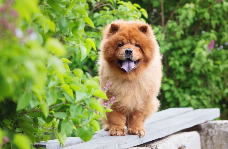 Mascotas Conoce algunas de las razas más tranquilas Foto: Shutterstock