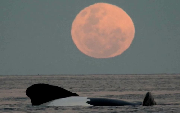 Las fotos de Héctor, se encuentra en la página de Facebook Fotero Patagónico. Foto: Fotero patagónico, Facebook.