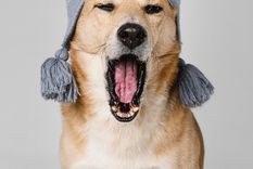 Cómo proteger a tu mascota en invierno. Foto: Freepik