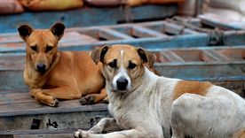 300 perros mapeados en La Favorita con app CONICET Foto: thequint.com