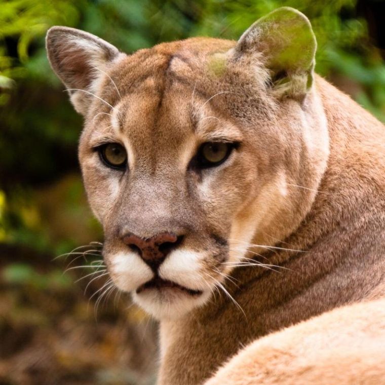 El puma es un felino que sufre de una caza indiscriminada en varias provincias argentinas. Foto: Archivo