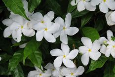 Jazmín, una planta ideal para atraer la fortuna.&nbsp;