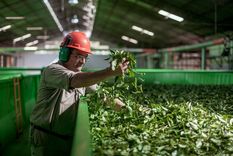 Los productores yerbateros denuncian una situación crítica por el desplome de los precios de la hoja verde y canchada.