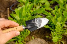 El bicarbonato de sodio es el ingrediente principal de estos abonos caseros Foto: Fuente: Shutterstock