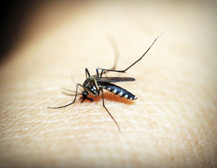 Compartió en TikTok un video donde revela cómo alejar mosquitos con un repelente casero Foto: Shutterstock
