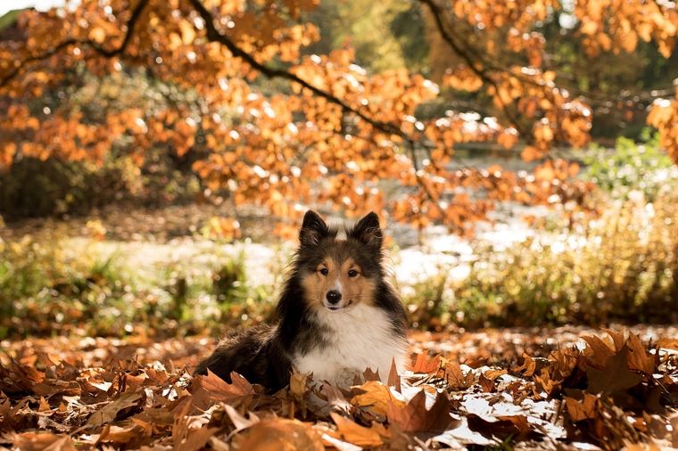 Mascotas Cuidados para tener en cuenta en otoño Foto: Pixabay