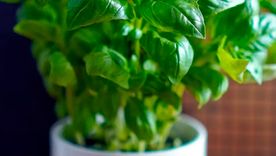 Elige esta plantas para atraer abundancia. Elige esta plantas para atraer abundancia.