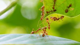 Con este truco casero eliminarás las hormigas de tu casa Foto: Shutterstock Con este truco casero eliminarás las hormigas de tu casa Foto: Shutterstock