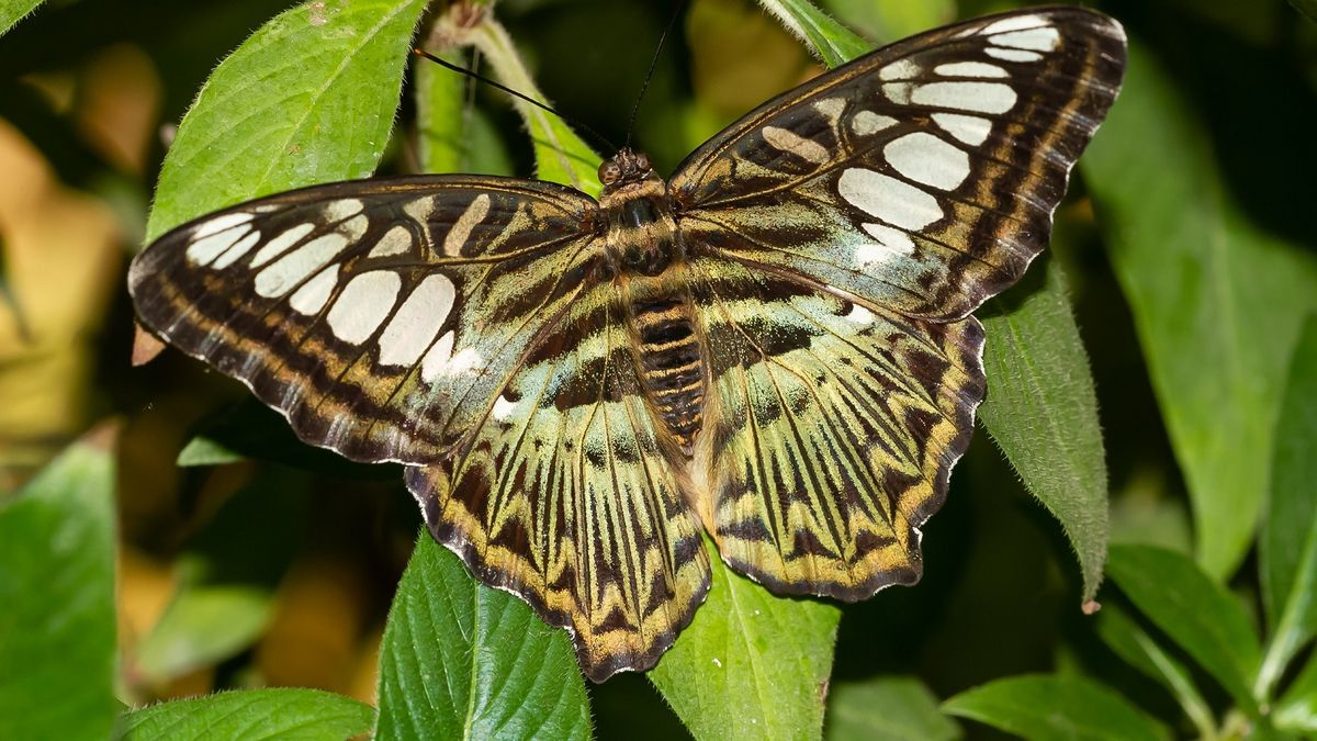 Sueños: el significado oculto detrás del sueño con mariposas, según los expertos
