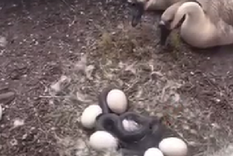 El video se hizo viral rápidamente en redes sociales. Foto: Archivo