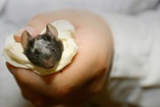 paranoia: un chino muere por hantavirus y desata panico en las redes