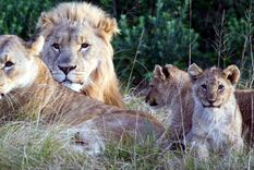 Leones devoran a dos cazadores que intentaban cazar rinocerontes de forma ilegal en Sudáfrica