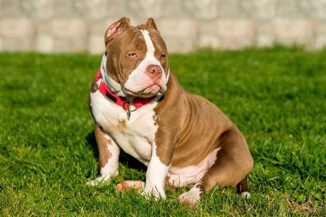 La perra de raza American Bully Pocket murió tras el ataque del vecino, que fue imputado por la Justicia de Río Negro por crueldad animal.