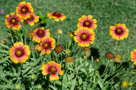 Una belleza para el jardín. Fuente: Shutterstock.