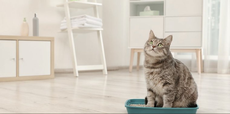 A pesar de ser las mascotas más limpias, muchas veces tenemos que lidiar con el olor a desechos de nuestros gatos Foto: Shutterstock