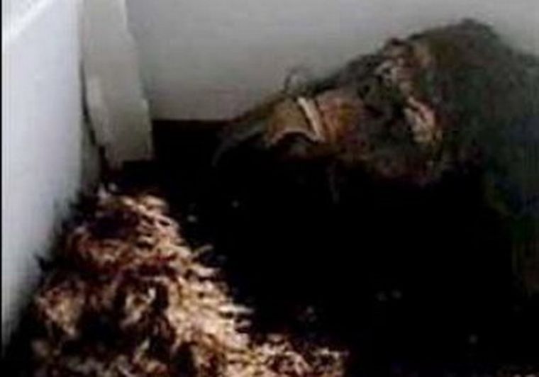 Ahora el grupo planea armar una expedición secreta para capturar a uno de los extraños animales, pero esta vez vivo. Foto: seachinforbigfoot.com