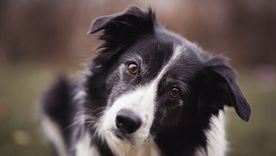 Esta es la raza de perro que querrás conocer Foto: Archivo