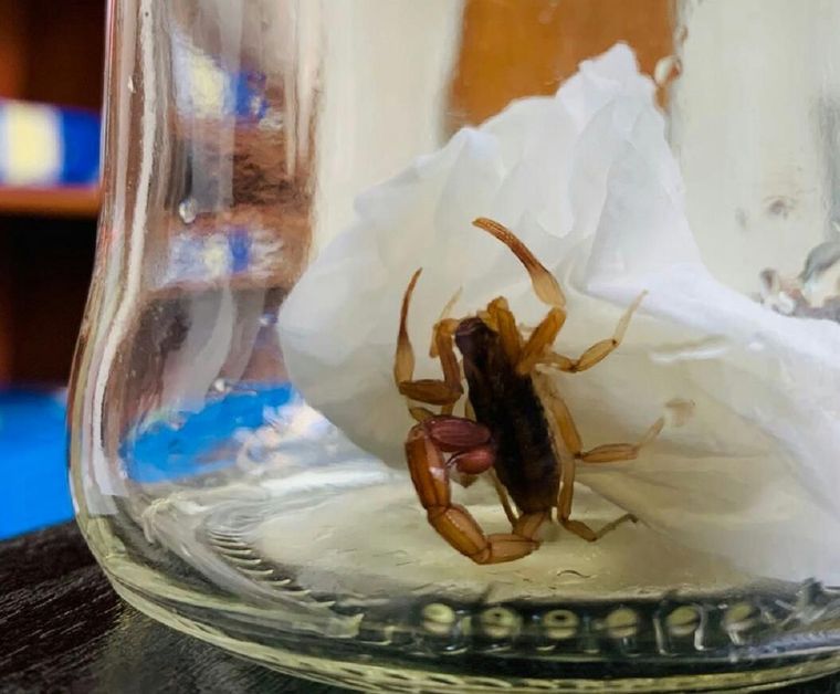 El bebé fue picado por un alacrán, pero no recibió la asistencia médica necesaria y falleció