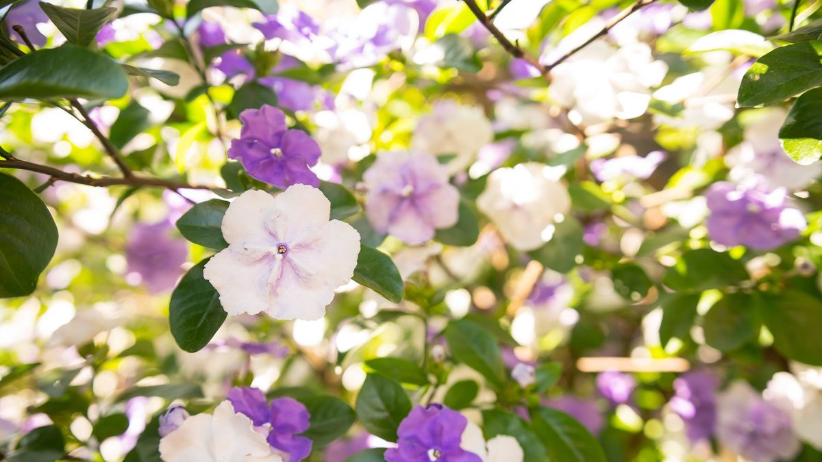 Las flores que mejor combinan para lograr un jardín armónico y lleno de color