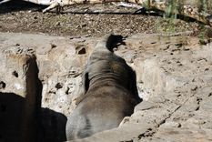 El traslado de Kenya y Tamy todavía no se concreta y se acordó una prórroga hasta finales de 2027 para el envío de estos dos especímenes a Brasil. Foto: ALF PONCE MERCADO / MDZ