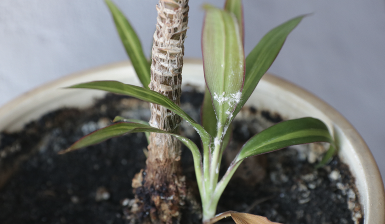 Jardinería: cómo preparar un insecticida natural con ingredientes que ya tenés en casa. Foto: Shutterstock