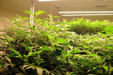 El diplomado que da la UNCuyo. El diplomado que da la UNCuyo.