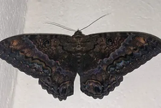 alarma por las polillas negras que invadieron la provincia de buenos aires y generan reacciones en la piel