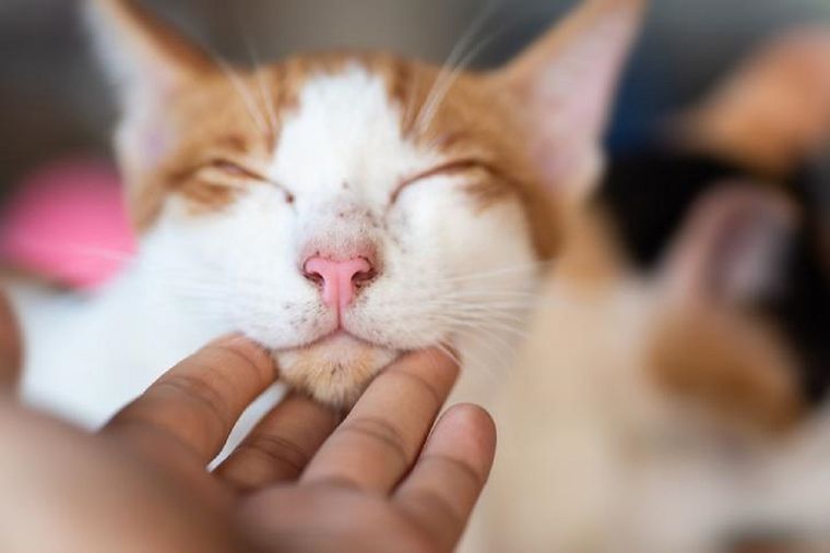 Así es como los gatos eligen a su persona favorita Los gatos son animales domésticos. Foto: Experto Animal