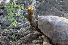 Diego, el ejemplar que ayudó a evitar la extinción de su especie.
